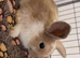 Mini lop X lion lop babies