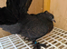 Indian Fantails