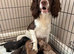 Springer spaniel cross dachshund puppies