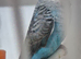 Blackwing's..blue opaline