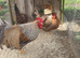 Female cream legbar chicks