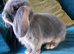 Mini lop baby bunnies