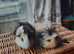 2 baby guineapigs