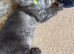 Reduces in price Scottish fold kittens &pound;275 black tabby needs a home