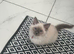 7 month old ragdoll