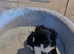 1 puppy male left