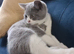 British shorthair 2 BOYS LEFT