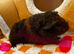 Female (Sow) Baby Guinea Pigs