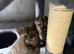 Scottish Fold Kittens