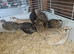 Cotunix Quail for sale