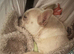 French bulldog for sale