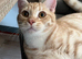 British shorthair X