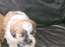 Lhasa apso puos