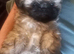 Reduced, All my sisters have found there forever home ,stunning imperial shihTzu puppy ready to go