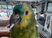 Orange wing amazon 2 year old semi as you can see in photo