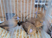 2 breeding pairs of silverbill finches available