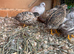 Around 40 button quail