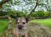 Border Terrier Dog KC Reg