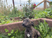Beautiful whippet puppies for sale