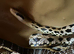 Taiwanese beauty snakes