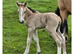 Stunning Traditional Gypsy Cob Gelding