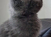 Mainecoon X  GREY /BLUE