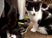 We have 2 beautiful kittens