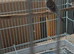 Pair of cherry finches