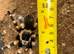 3cm-4cm Mexican Red Knee Tarantula