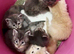 Stunning mainecoon babys