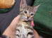 Litter of 5 beautiful playful kittens