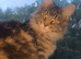 Maine coon female 8 month old