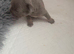 Stunning French Bulldog Puppies Looking For Forever Homes