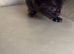 British Short Hair and Ragdoll Mixed Breed Kittens