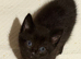Kitten two girls black tiger with blue eyes and calico
