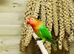 Bonded Pair of Fischers Lovebirds