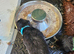 Last  male rottweiler puppy left kc reg