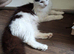 Mix Norwegian forest cat