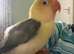 Silly tamed lovebird