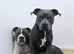 American staffordshire terrier Puppys looking for new home!