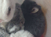 SOLD Beautiful Netherland Dwarf Buns Born 29th January