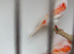 Mosaic canaries