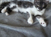 Maine coon bengal cross