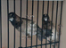 Young bengalese finches for sale