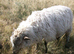 Shetland x ram lamb with beautiful fleece