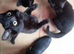 Kittens for sale!