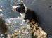 super border collies merles and black and whitd