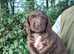 Cocker Spaniel Puppies Top Quality