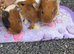 Rehoming and rescuing