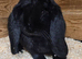 French lop does